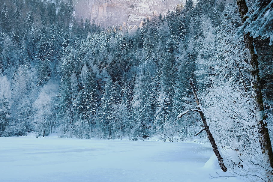 nature, winter, season, trees, outdoors, woods, wilderness, snow, forest