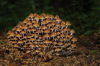 houby, lesní podlaha, podzim, houba, agaric, lesní houby, malé houby, Akumulace hub, Příroda