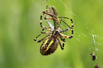 spider, arachnid, spider Web, web, bullet, weber, insect, beetle, arachnophobia, nature, wildlife