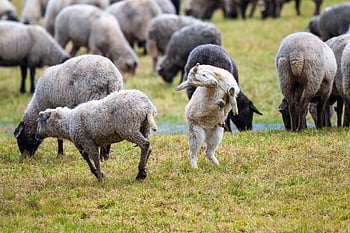 pecora, agnello, animali, hed, mammifero, gregge di pecore, mandria, gruppo, mammiferi, lana, pascolare