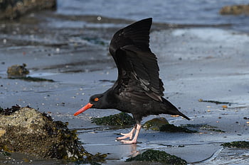 bird, wildlife, birdwatching, animals, outdoor, avian, nature, birding, wildlifephotography, wing, puget Sound