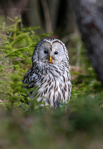ural Owl, bird Of Prey, woodland, wildlife, forest, trees, carnivore, animal, bird Watching, bird, beauty In Nature