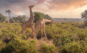 giraffes, animals, safari, wildlife, savannah, nature Reserve, nature, kenya, samburu, africa, landscape