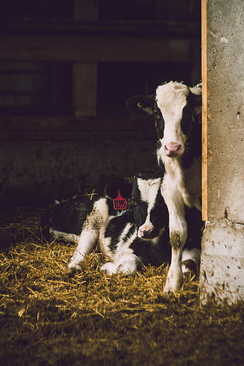 white-and-black cows, inside shed, young calves, resting, sunlit barn, rural farm life, barn interior, farm animals, calf, straw bedding, barn scene