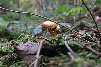 fungo, micologia, macro, fungo velenoso, sottobosco