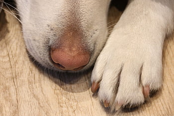 dog, pet, paw, desktop Backgrounds, laptop Wallpaper, nature, animal, Wallpaper 1920x1080, domestic Animal, free Background, dog Paw
