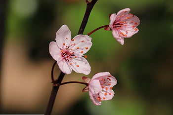 plum Blossom, blooming Branch, ornamental Plum, hd Wallpaper, hd Background, petals, flowering Branch, blossoms, branch