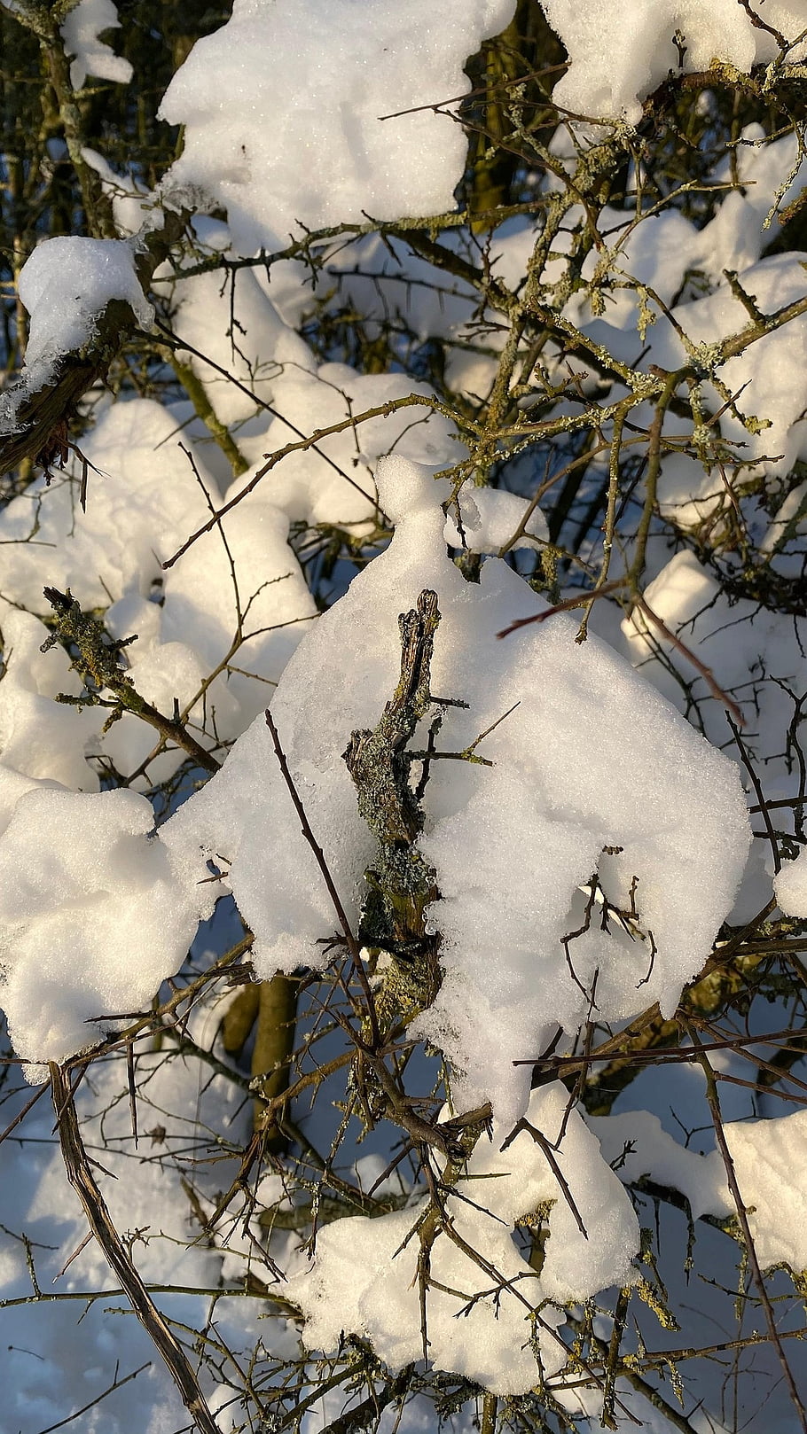 winter, snow, branch, frost, nature, ice Cream, tree, cold, frozen, forest, winter Landscape