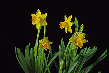 narcis, Velikonoční zvon, květ, květinové pozadí, květinové tapety, Příroda, krásné květiny, flóra, jarní květina, žlutá, předzvěst jara