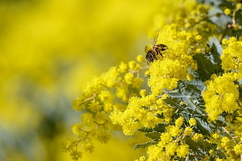 silver Wattle, blue Wattle, mimosa, yellow Flowers, acacia Dealbata, flowers, bloom, blossom, spring, flora, plant