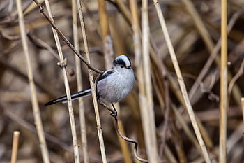 animal, forest, kusagi, bird, wild Bird, energy Guide, fluffy, cute, natural, nature, landscape