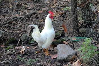 Gallo, bílý, pták, zvířat, hospodařit, kuře, Příroda, slepice, peří