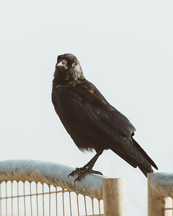 black crow, metal fence, urban environment, sunlight, solitary crow, perched crow, outdoor scene, bird photography, nature photography, wildlife photography, urban wildlife