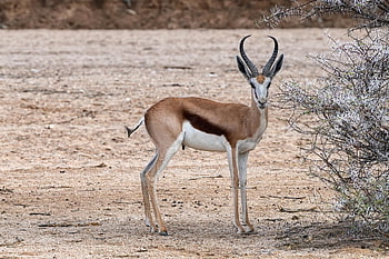 springbok, antilope, corna, Sud Africa, namibia, animali, pelliccia, natura