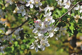 apple Blossom, blossoms, apple Tree, apple, apple Tree Flowers, branch, fruit Tree, pink, inflorescence, bloom, nature