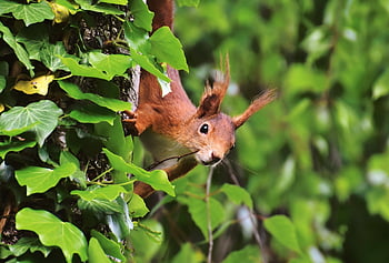 orava, jyrsijä, villieläimet, metsä, erämaa, luonto, eläin, eläinten maailmaan, Tammi kissanpentu, metsäeläin, eläinten valokuvaus