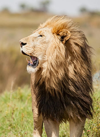 leone selvaggio, bocca aperta, savana africana, giorno soleggiato, Mane maestosa, habitat naturale, Lion potente, Leone in piedi, fotografia naturalistica, scena della natura, leone in natura