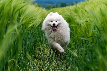 animal, dog, breed, canine, pet, mammal, samoyed, nature