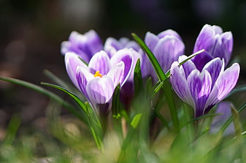 flower, crocus, spring, crocuses, blossom, flower Background, bloom, close Up, flower Wallpaper, nature, meadow