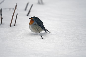 鳥、 ロビン、 雪、 バードウォッチング、 自然、 鳴き鳥、 冬、 動物、 野生動物