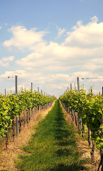 vingård, vinstokker, vinranke, vin voksende, vindyrking, natur, landskap