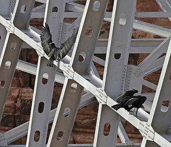 black birds, scaffolding, vultures, modern steel bridge, rocky background, resting birds, bridge structure, wildlife photography, nature scene, outdoor photography, bird habitat