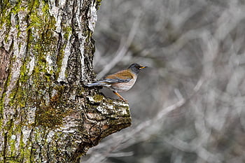 zvíře, les, Příroda, dřevo, mech, pták, divoký pták, oddělení flycatcher, systém vysoký, pole, přírodní
