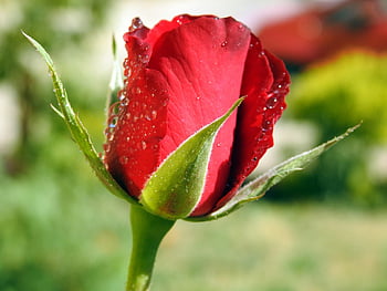 rosa, fiore, rugiada, bagnato, carta da parati floreale, Guazza, sfondo di fiori, rosa rossa, fiore rosso, petali, bellissimi fiori
