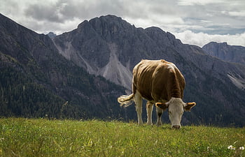 Bílá a hnědá kráva, alpské louce, horské pozadí, trentino-alto adige, Itálie, pastvy krávy, Svěží louka, horské krajiny, Kráva v horách, přírodní scenérie