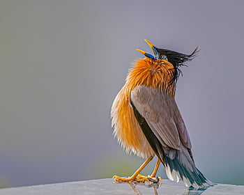 uccello, storno, crestato, canzone, piume, cantando, primavera, natura, cantare, voce, Marrone