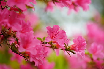 rododendron, różowy, kwiat tło, krzew, kwiatowa tapeta, ogród, wiosna, kwitnąć, kwiat, piękne kwiaty, Natura