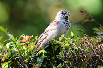 Vrabec, pták, posazený, zvíře, peří, zobák, účtovat, pozorování ptáků, ornitologie, živočišného světa, Příroda