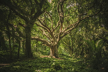 grünblättriger Baum, Wald, Natur, Grün, großer Baum, Sonnenlicht, draussen, natürlich, üppig, Laub, Umgebung