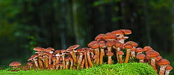 houby, armillaria mellea, mech, houba, divoké houby, lesní houby, jedlý, Příroda, les