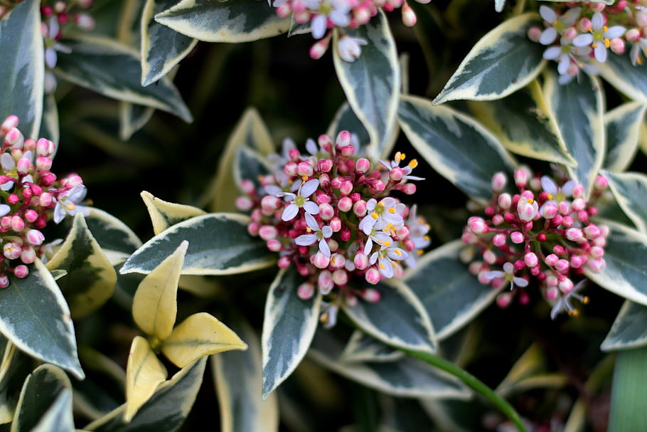skimmia japonica magic marlot, dwergskimmia, keř, růže květina, pestré listy, růže, bílý, květy jara