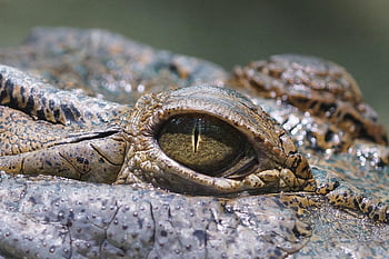 oko, krokodýl, plaz, zoo, volně žijících živočichů