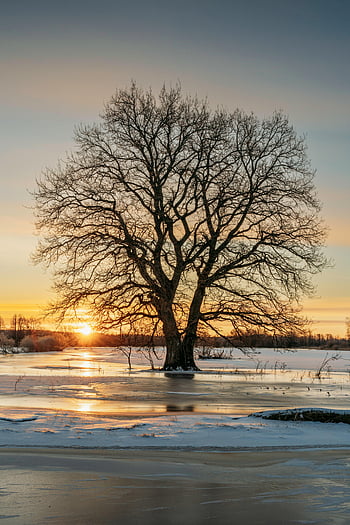majestátní strom, ledové pole, svítání, zimní krajina, osamělý strom, Vibrující východ slunce, zmrazené pole, zimní scény, fotografování přírody, chladné počasí, ranní světlo