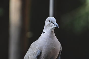 bird, dove, collared, nature, animal, foraging, plumage, feather, city Pigeon