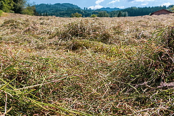 seno, tráva, suchý, zemědělství, pole, Příroda, krajina, letní, louka, venkovský, sklizeň