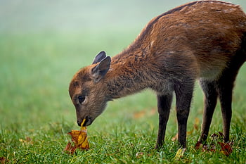 fawn, deer, pasture, roe Deer, young Animal, animal, mammal, wildlife, cute, fog, mist