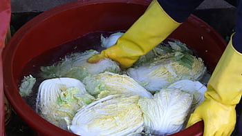 korea, korea Food, chinese Cabbage, kimchi, republic Of Korea, korean Representative Food, korean Food, kimchi Kimchi, country Dining Table, plant, kimgang