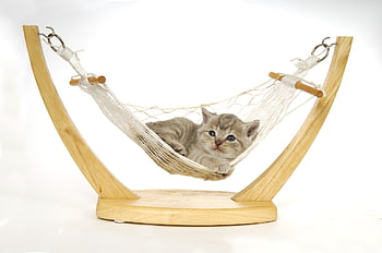 hængekøje, kæledyr, killing, kissekatt, ung, nuttet, natur, dyr, søvn, hvile, kat