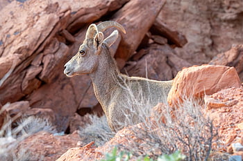 bighorn Sheep, nature, wildlife, mammal, animal, fauna, mountain, herbivore, desert, wild