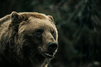 ヒグマ、 閉じる、 自然の生息地、 野生の美しさ、 野生動物の写真、 くま顔、 森の動物、 尿道arctos、 自然シーン、 動物の肖像画、 荒野写真