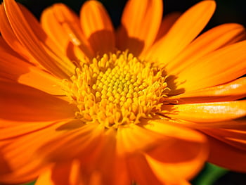 flower, flower Background, beautiful Flowers, gerbera, petals, orange, nature, flower Wallpaper, close Up