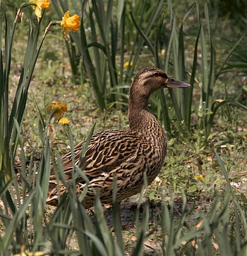 eend, wilde eend, vogel, waterwild, watervogel, dier, bek, veren, gevederte, birdwatching, natuur