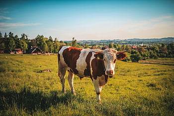 brown and white cow, lush green pasture, sunny day, farm animal, rural scene, outdoor photography, nature, countryside, grazing cow, farm life, pastoral landscape