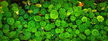 piante a foglia verde, foglie verdi lussureggianti, foglie di nasturzio, fiore d'arancio, piante da vicino, fogliame verde, piante da giardino, verdure a foglia verde, verde vibrante, fiore singolo, fotografia naturalistica