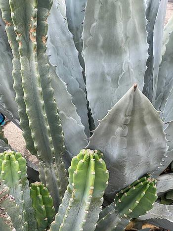 cactus, green cactus, spiky needles, countryside, detailed view, various textures, shades of green, cactus species, desert plants, succulents, outdoor plants