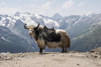 domestic yak, snowy mountain, yak on dirt road, mountain backdrop, yak with saddle, nature's beauty, yak in nature, snowy backdrop, mountainous landscape, yaks in wilderness, controlled environment